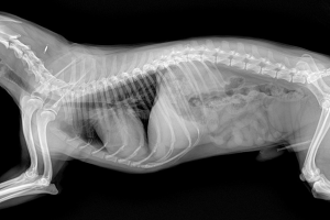 BURSA - NİLÜFER Röntgen ve Laboratuvar Testleri